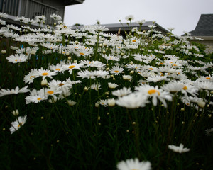 Daisies 