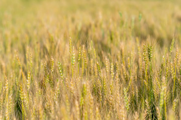 Yellow and green wheat field and sunny day. Ripe yellow wheat ears in the farm land