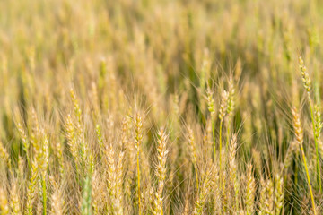 Fototapeta premium Yellow and green wheat field and sunny day. Ripe yellow wheat ears in the farm land