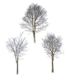 isolated on white three bare maple trees