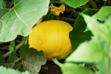 Yellow pumpkin grows in a garden bed.