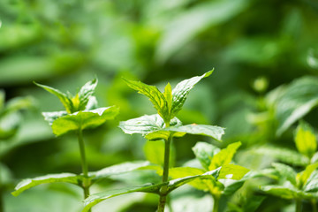 Fototapeta na wymiar Green bushes of fragrant mint grow in a garden bed.