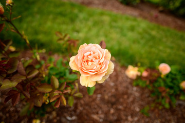 Beautiful White Flower