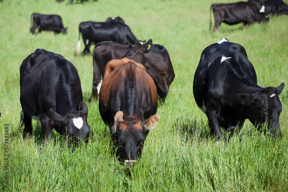 Wall mural cows eating grass in the field