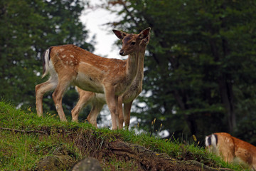 Beautiful young sika deer at the edge of the forest.