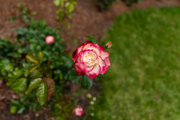 Pink & White Rose