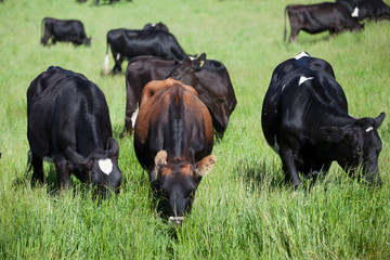 cows eating grass in the field