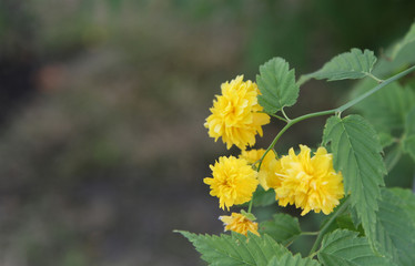 Blooming of a flower Keriya is terry.