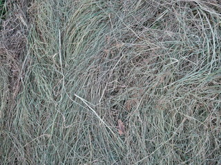 green grass texture for background.