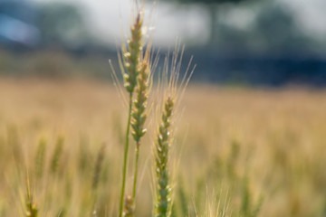 Yellow and green wheat field and sunny day. Ripe yellow wheat ears in the farm land