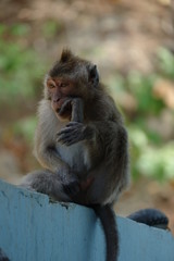 Naklejka na ściany i meble Macaca fascicularis is a small-bodied long-tailed monkey native to Southeast Asia, used for medical experiments. The color of the hair on his body is gray brown. The babies are blackish in color.