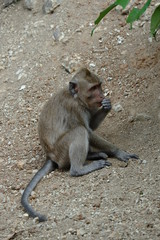 Fototapeta premium Macaca fascicularis is a small-bodied long-tailed monkey native to Southeast Asia, used for medical experiments. The color of the hair on his body is gray brown. The babies are blackish in color.