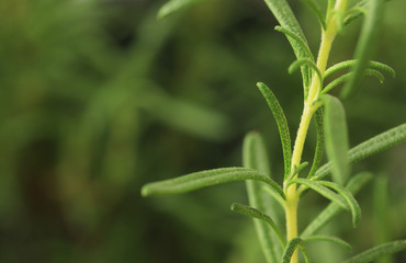fresh rosemary