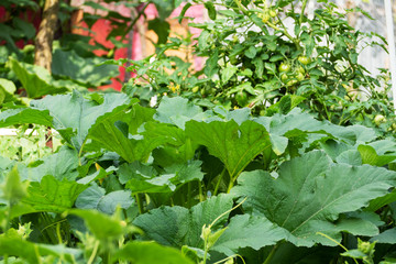 Background of green cucumber leaves and young ovaries. Cucumbers grow in the garden on a bed.