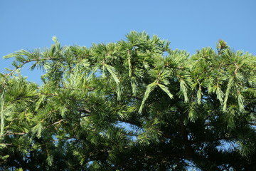 palm trees and blue sky