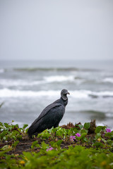 Vulture on the beach