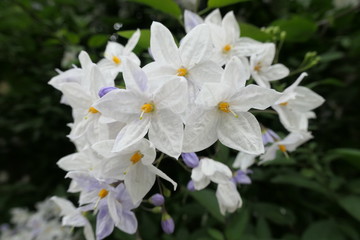 Fototapeta premium white flowers