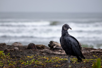 Vulture on the beach