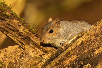 Obraz premium Grey squirrel, sciurus carolinensis, peering out through branches