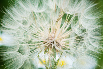 Dandelion detail macro bloom