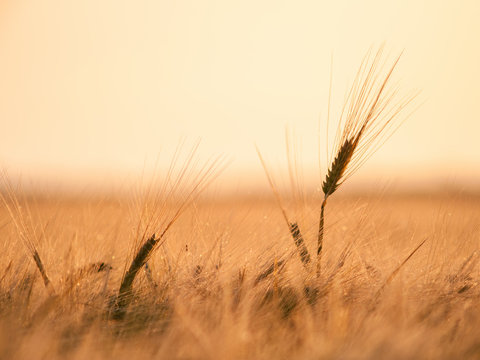 wheat on a field