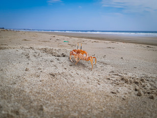 Fototapeta na wymiar crab walking on the beach