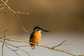 Beautiful male River Kingfisher, Alcedo atthis, perched watching the water for fish at English lake