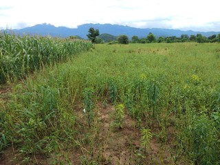 sesame field in myanmar