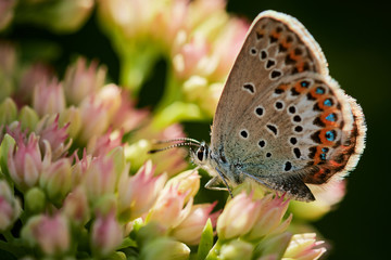 Fototapeta na wymiar Side view of Idas blue butterfly (Plebejus idas) on summer flowers