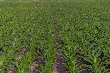 Modern and smart agriculture shot, rows of young corn plants growing on field with technological farming icons