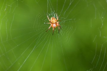 Garden cross spider sitting on web - front side portrait, Araneus diadematus, Europe, Czech Republic wildlife