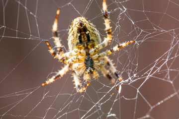 Garden cross spider sitting on web - back side portrait, Araneus diadematus, Europe, Czech Republic wildlife