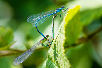 matting dragonfly, Coenagrion hastulatum or the northern damselfly or spearhead bluet, damselfly in...