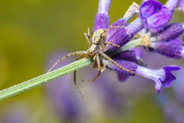 small garden brown spider waiting for its prey on lavender. Europe, Czech Republic wildlife
