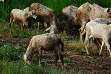 Obraz na płótnie Canvas goats are herded in the fields to eat green grass