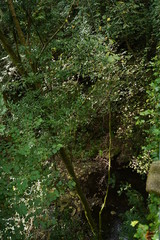 Forest in Natural Park of Fragas do Eume. Pontedeume. Galicia, Spain.