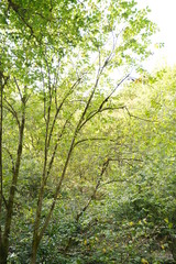 Forest in Natural Park of Fragas do Eume. Pontedeume. Galicia, Spain.