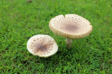 Mushroom growing on the lawn.