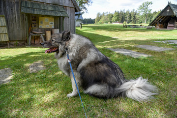 Obraz premium Wolfsspitz Hund auf Wiese mit Leine