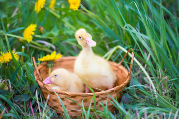 Beautiful ducklings in a basket in nature. Domestic bird.