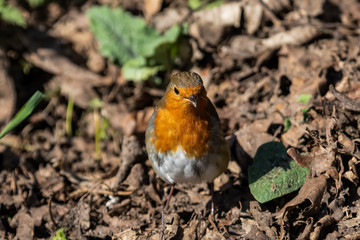 Robin redbreast, Erithacus rubecula, searching through autumn leaves on ground