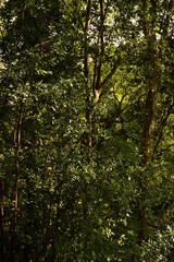 Natural Park of Fragas do Eume. Pontedeume. Galicia, Spain.