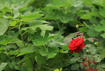 red rose in garden