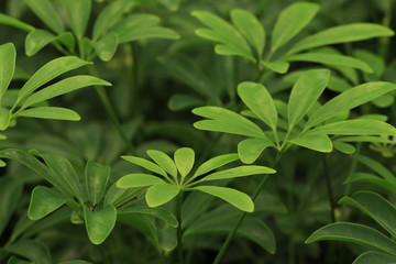 Obraz premium green leaves background