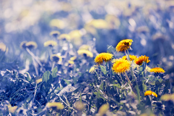 Blue fairy meadow with yellow dandelions.