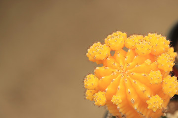 yellow cactus macro