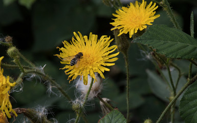 A hoverfly pollinating a dandelion with a background of greenery
