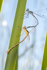 Mating dragonflies on a plant stem,  macro