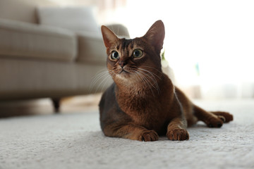 Beautiful Abyssinian cat on floor at home. Lovely pet