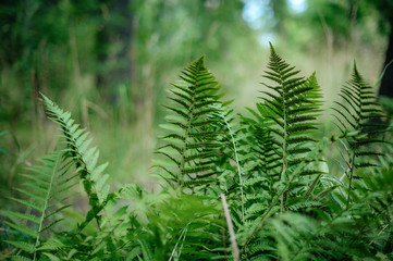 Fern leaves background in forest